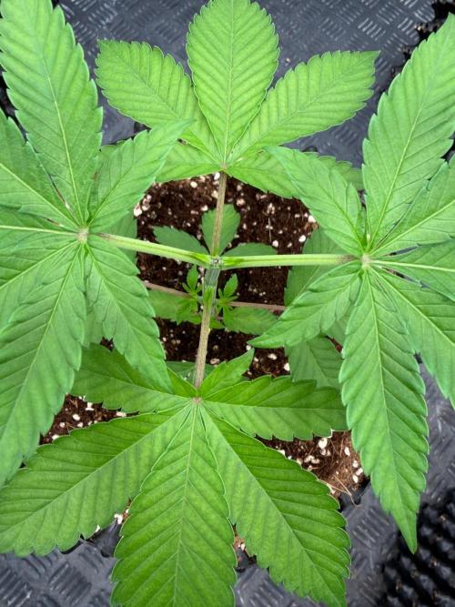 Pure Guava. Week 4