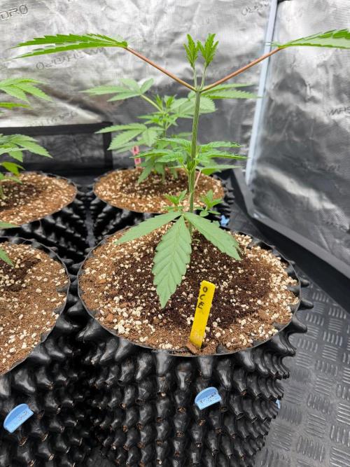 Ocean Fruit 🌊🍇🍒. Week 4