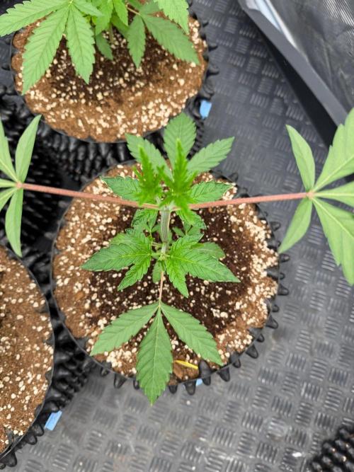 Ocean Fruit. Week 4