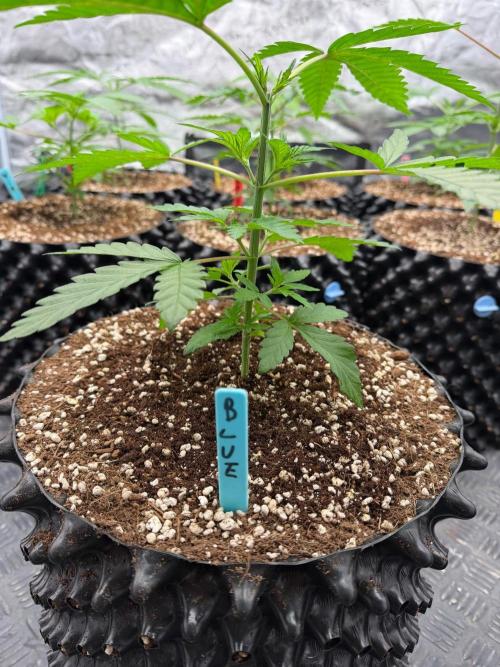 Blueberry x ocean fruit. Week 4