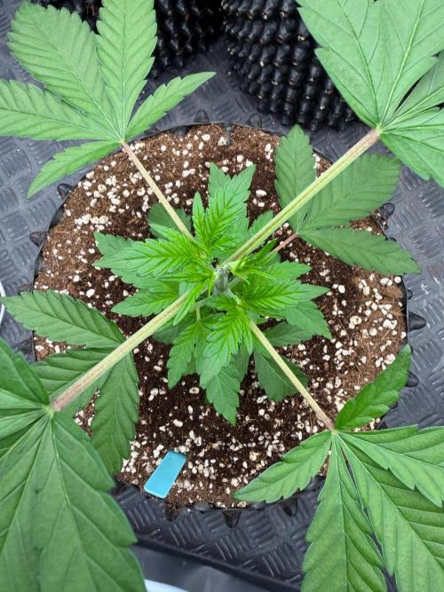 Blueberry x ocean fruit. Week 4