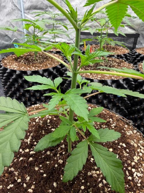 Blueberry x ocean fruit. Week 4