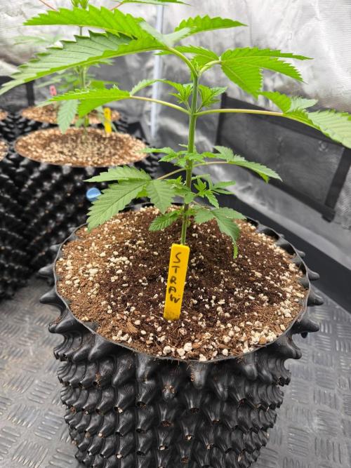 Strawberry 🍓. Week 4