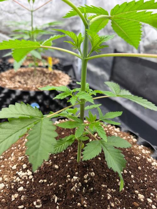 Strawberry Truffle S1. Week 4