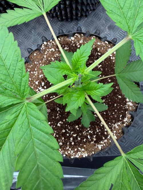 Strawberry 🍓. Week 4