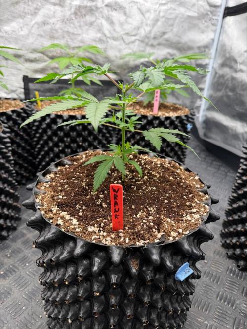 🍓🍪 x 🍋🍒. Week 4