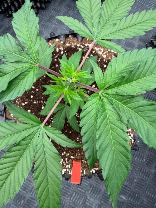 🍓🍪 x 🍋🍒. Week 4