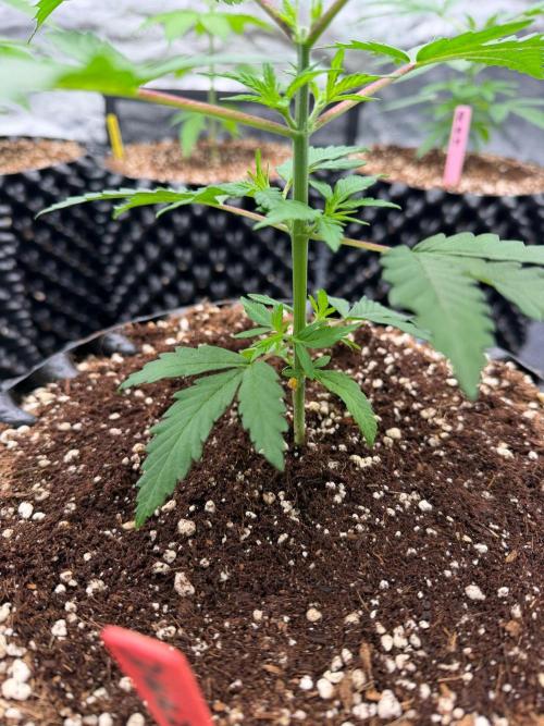 🍓🍪 x 🍋🍒. Week 4