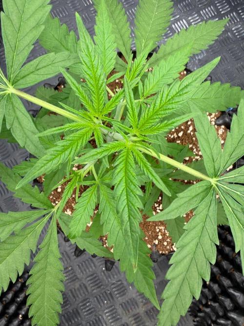 Kings Juice. Week 4