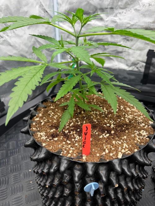 Royal Cut 👑. Week 4