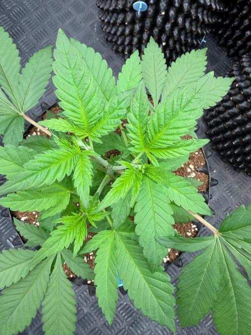 White Widow. Week 4