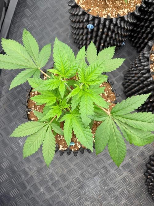 Queen of frost 👸. Week 4