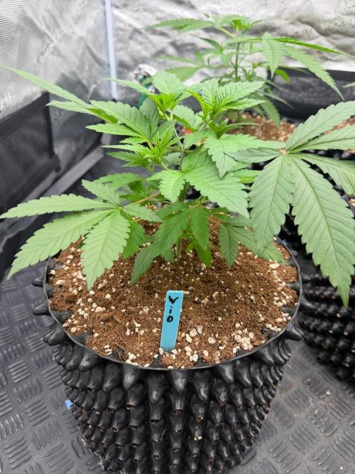 Queen of frost 👸. Week 4