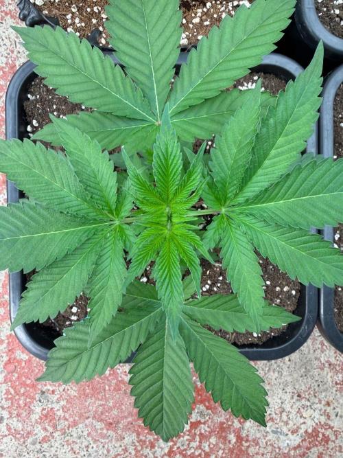 Hash Burger. Week 4