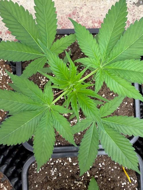 Grow Tent 150x150x200. Week 4