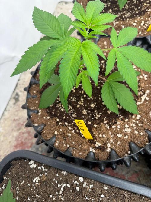 GG4 x Red Pop 🇺🇸. Week 4