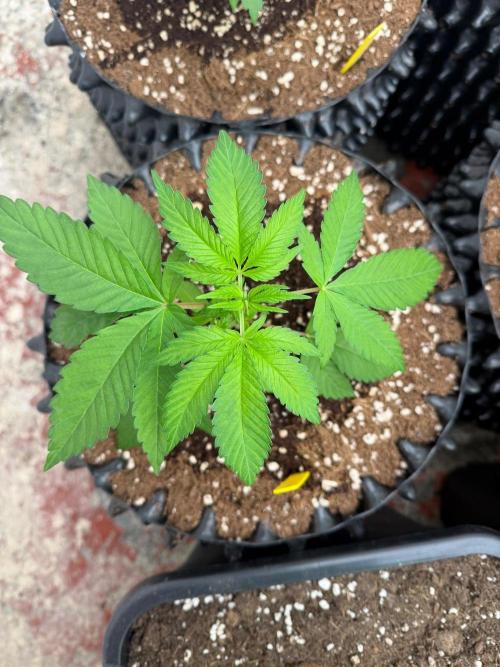 GG4 x Red Pop 🇺🇸. Week 4