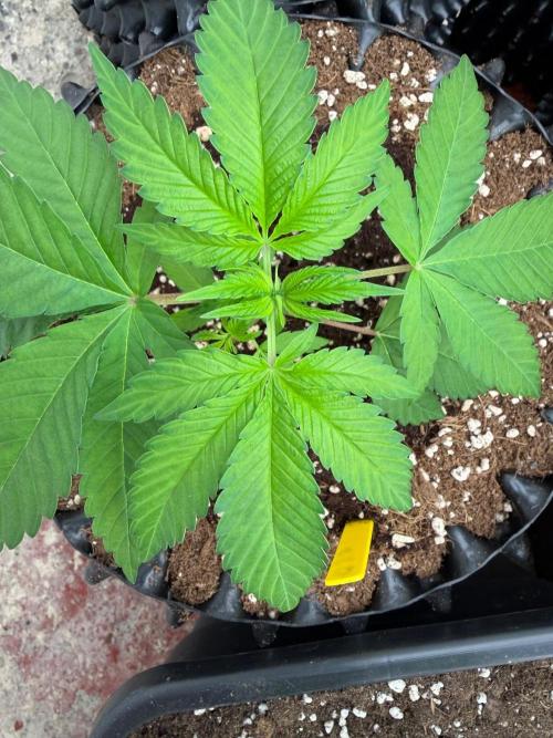 GG4 x Red Pop. Week 4
