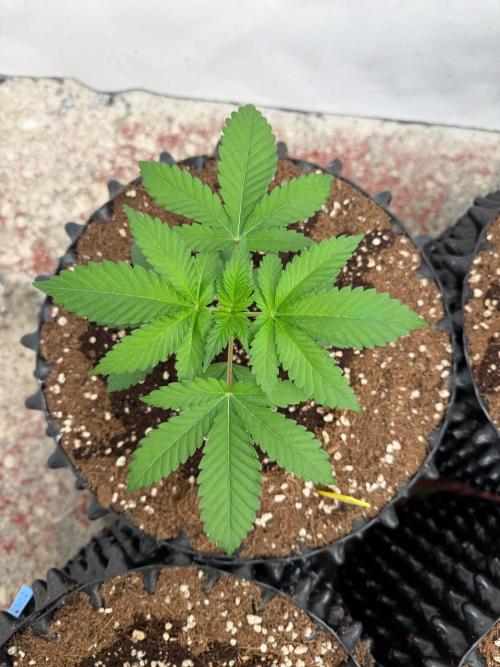 La Bomba x Cherry Crush. Week 4