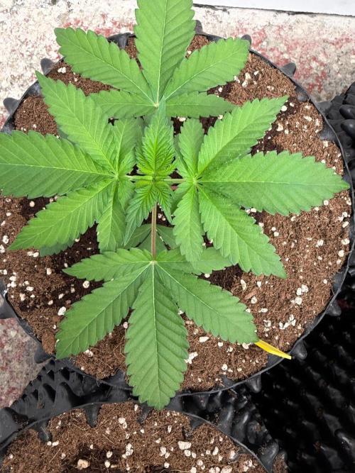 Creamy Kush Gas. Week 4