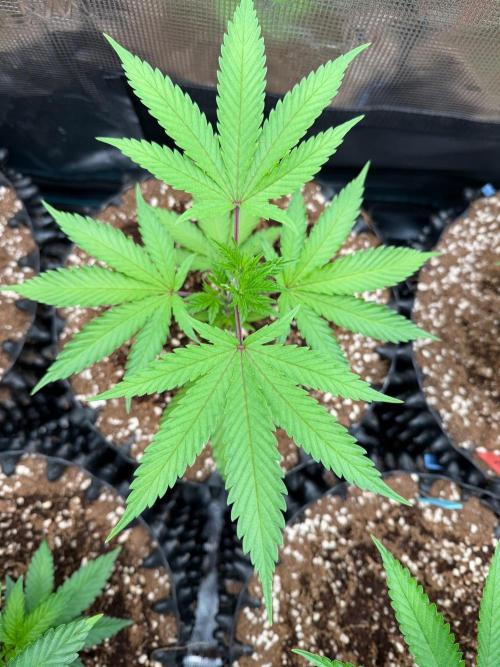 Candy Store 🍭. Week 6