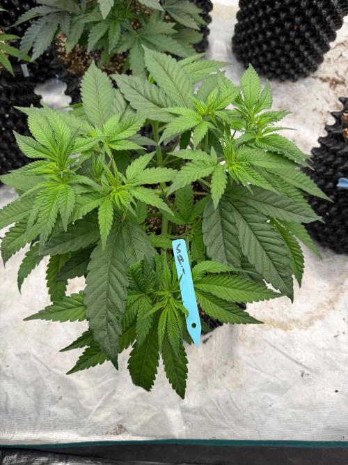 Shishka 🍋🥤. Week 7