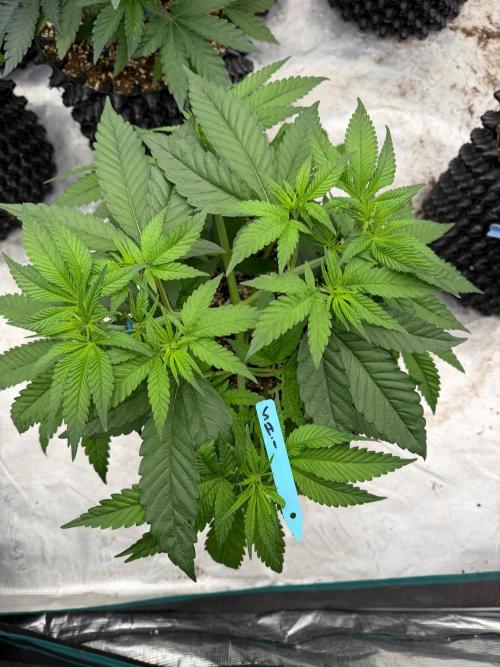 Shishka 🍋🥤. Week 7