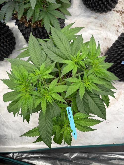 Shishka 🍋🥤. Week 7