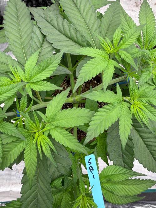 Shishka 🍋🥤. Week 7