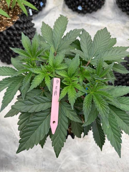 Golden Peach 🍑. Week 7