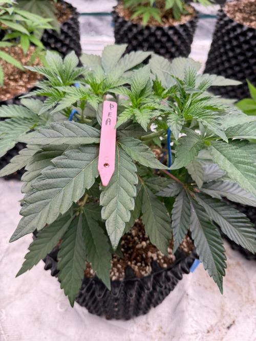 Golden Peach 🍑. Week 7