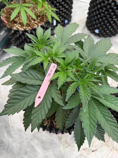 Golden Peach 🍑. Week 7
