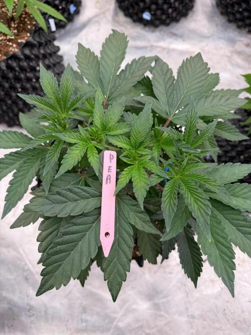 Sunset Peach Fem. Week 7