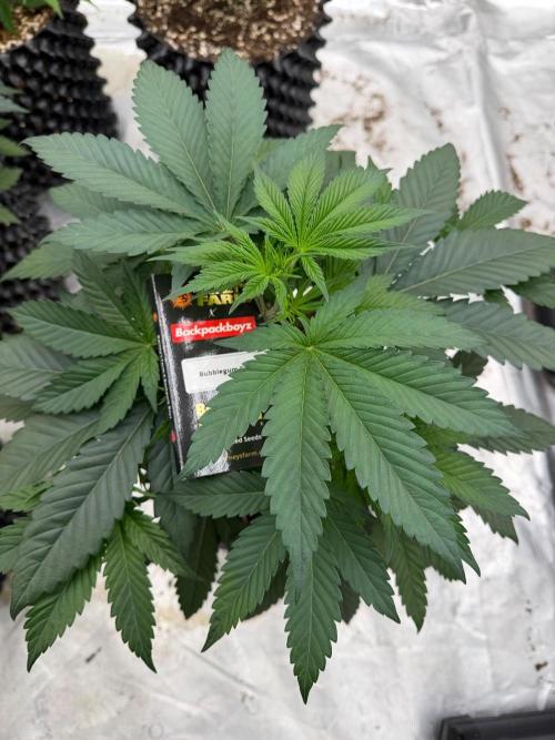 Bubble G 🍦. Week 7