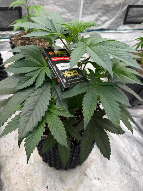 Bubblegum Gelato. Week 7