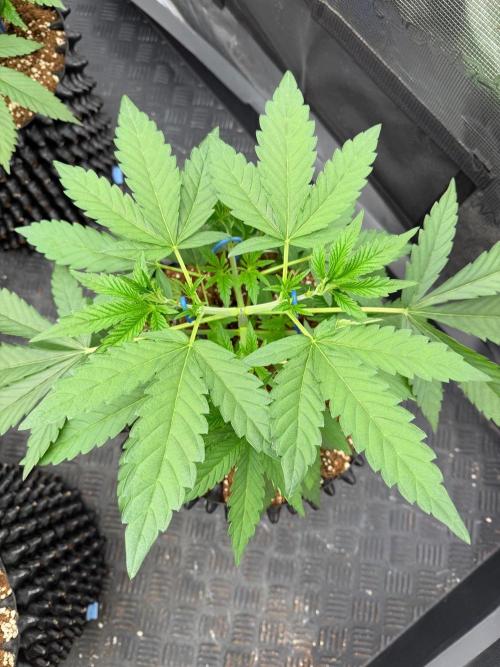 Lychee ㊗️. Week 5