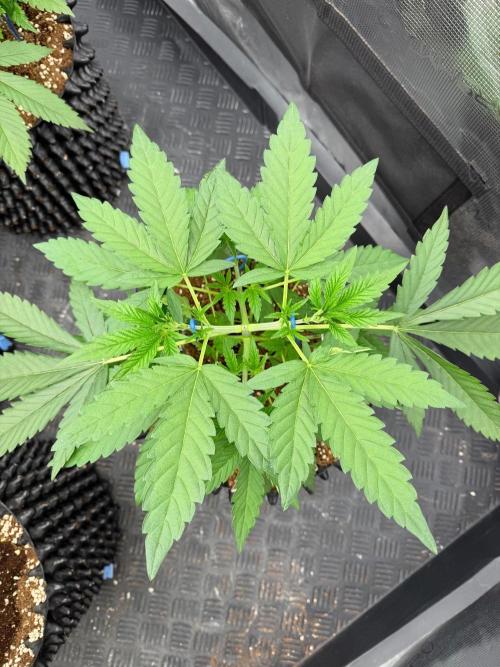 Lychee ㊗️. Week 5
