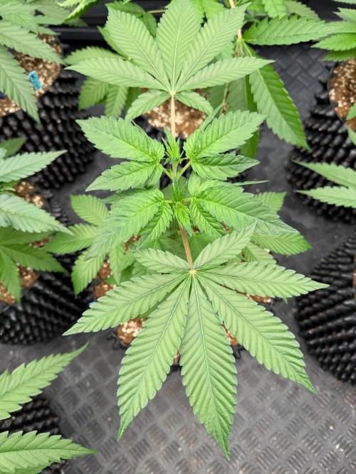 Magic Guava 🍐🍓. Week 5