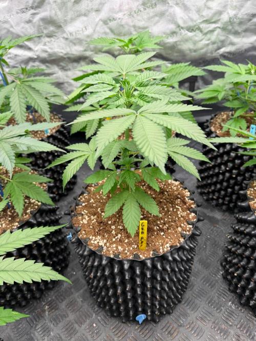 Magic Guava 🍐🍓. Week 5