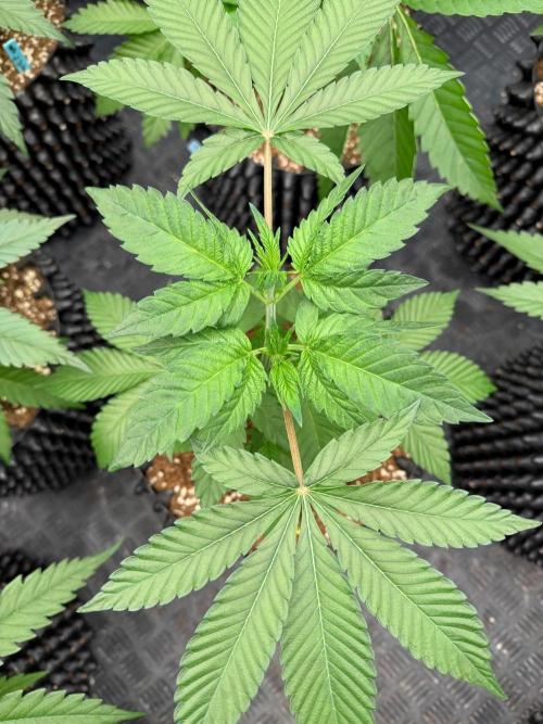 Pure Guava. Week 5