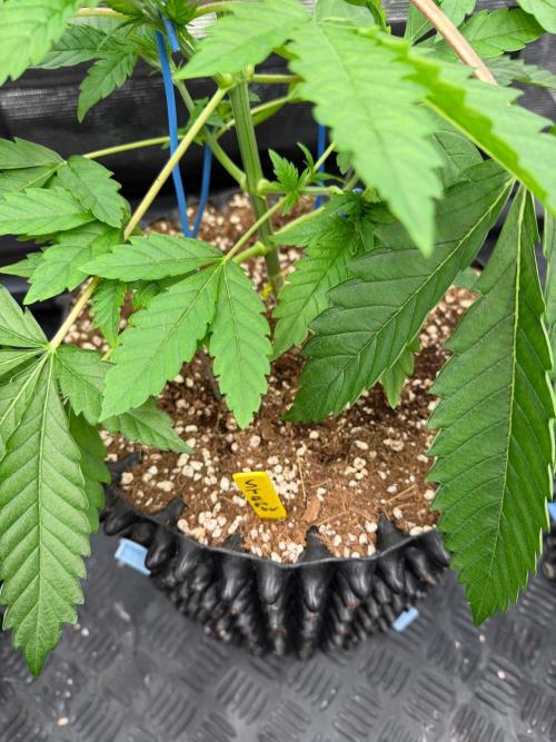 Strawberry 🍓. Week 5