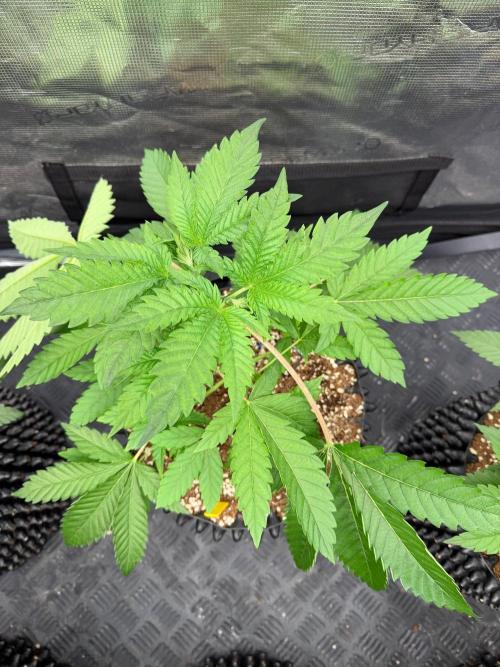 Strawberry Truffle S1. Week 5