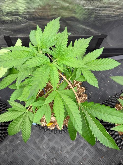 Strawberry 🍓. Week 5