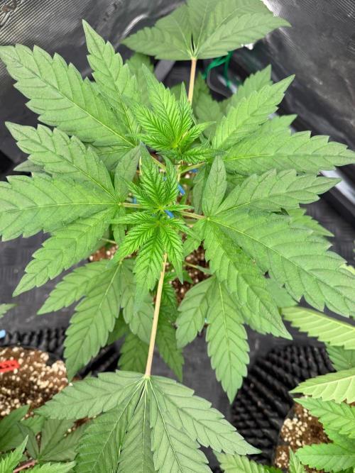 Blueberry x ocean fruit. Week 5