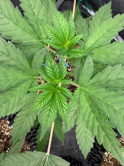 Blueberry x ocean fruit. Week 5