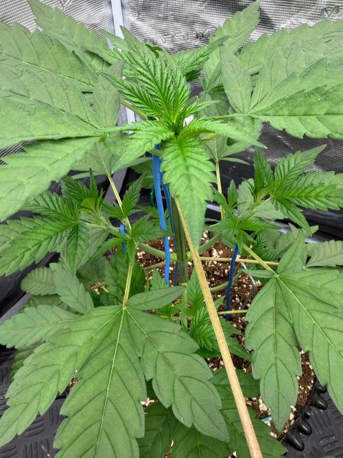 Blueberry x ocean fruit. Week 5