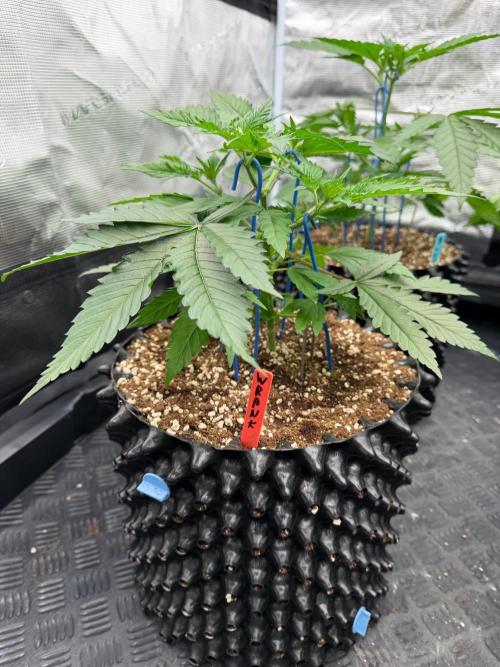 🍓🍪 x 🍋🍒. Week 5