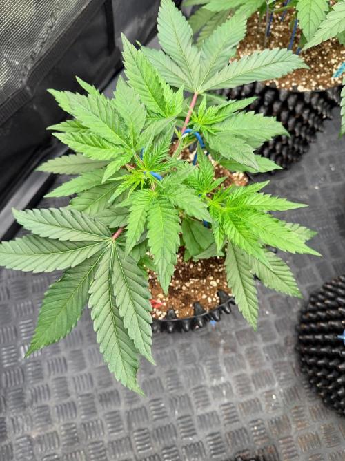 🍓🍪 x 🍋🍒. Week 5
