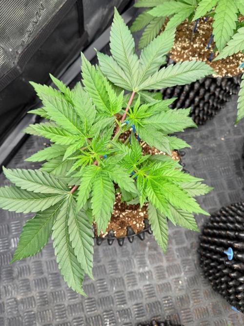 Wrank R2. Week 5