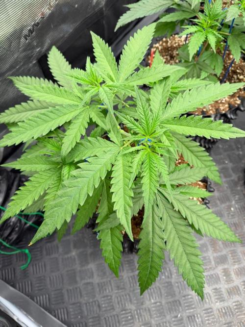 Royal Cut 👑. Week 5
